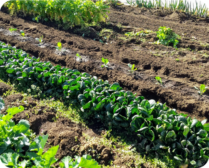 畑に育つ野菜