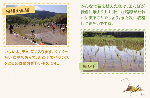 田植え体験
