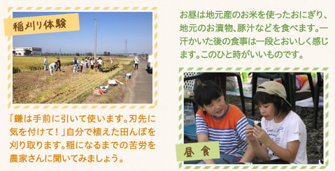 稲刈り体験
