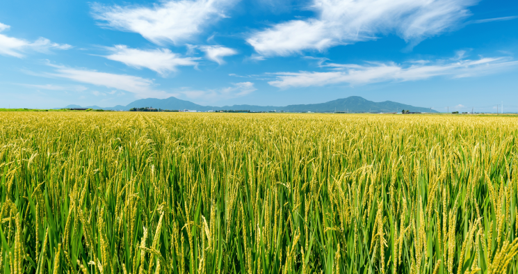 農地のイメージ