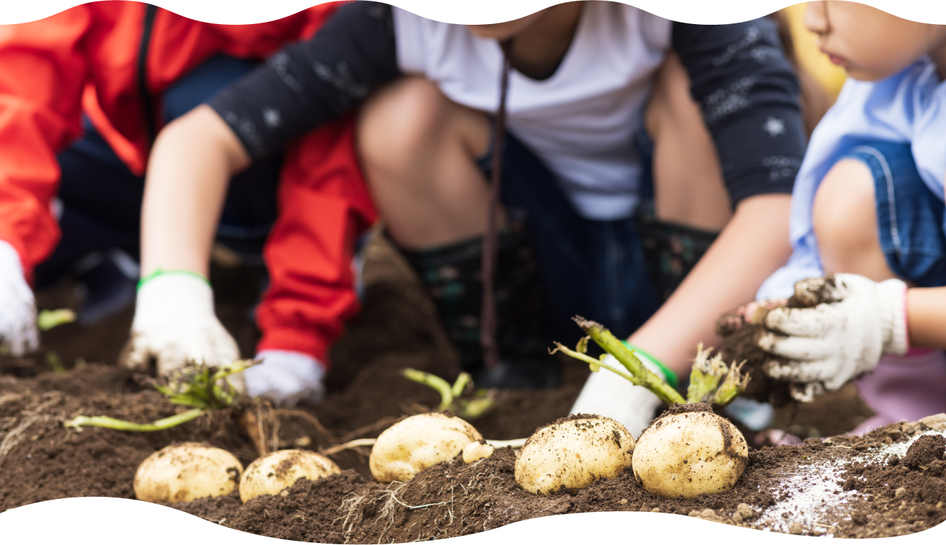野菜を収穫するイメージ