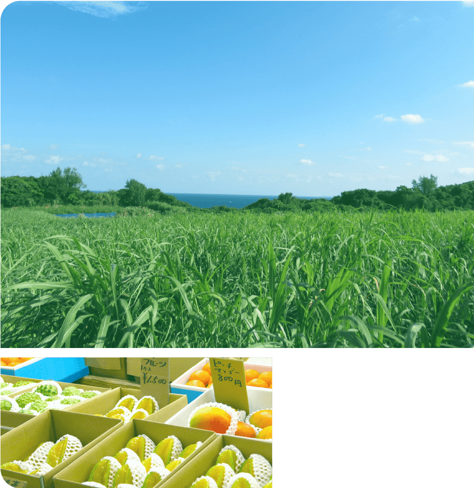 サトウキビ畑